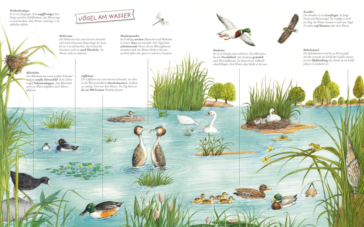 Komm mit zum Wasser!: Tiere und Pflanzen von der Quelle bis zum Meer