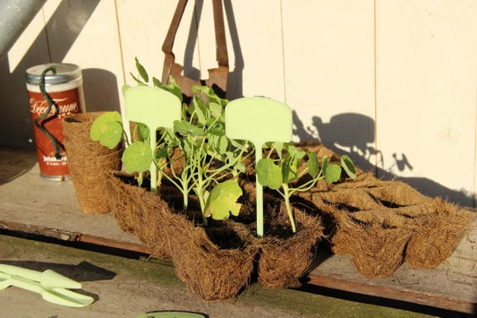 Seedlings growing in biodegradable coconut fiber pots on a wooden surface, ready for eco-friendly planting.
