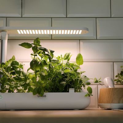 Livoo indoor garden with LED grow light illuminating lush green herbs on a kitchen countertop.