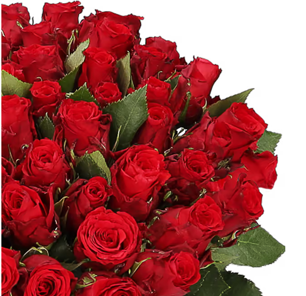 If she must have them...50 Red Roses XXL