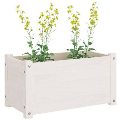 Rectangular white pine wood planter with yellow flowering plants,