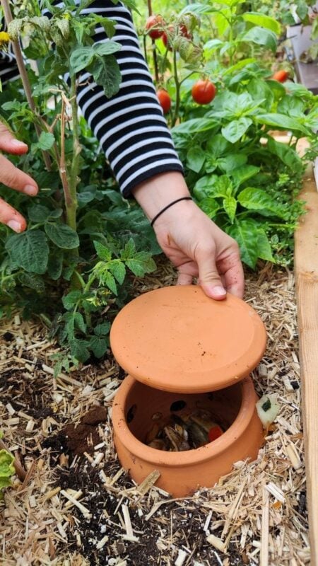 Hand opening terracotta worm vase in a vegetable garden bed, composting kitchen scraps to nourish tomato plants