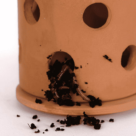 Close-up of terracotta worm vase with compost worms exiting through holes, turning organic waste into nutrient-rich soil