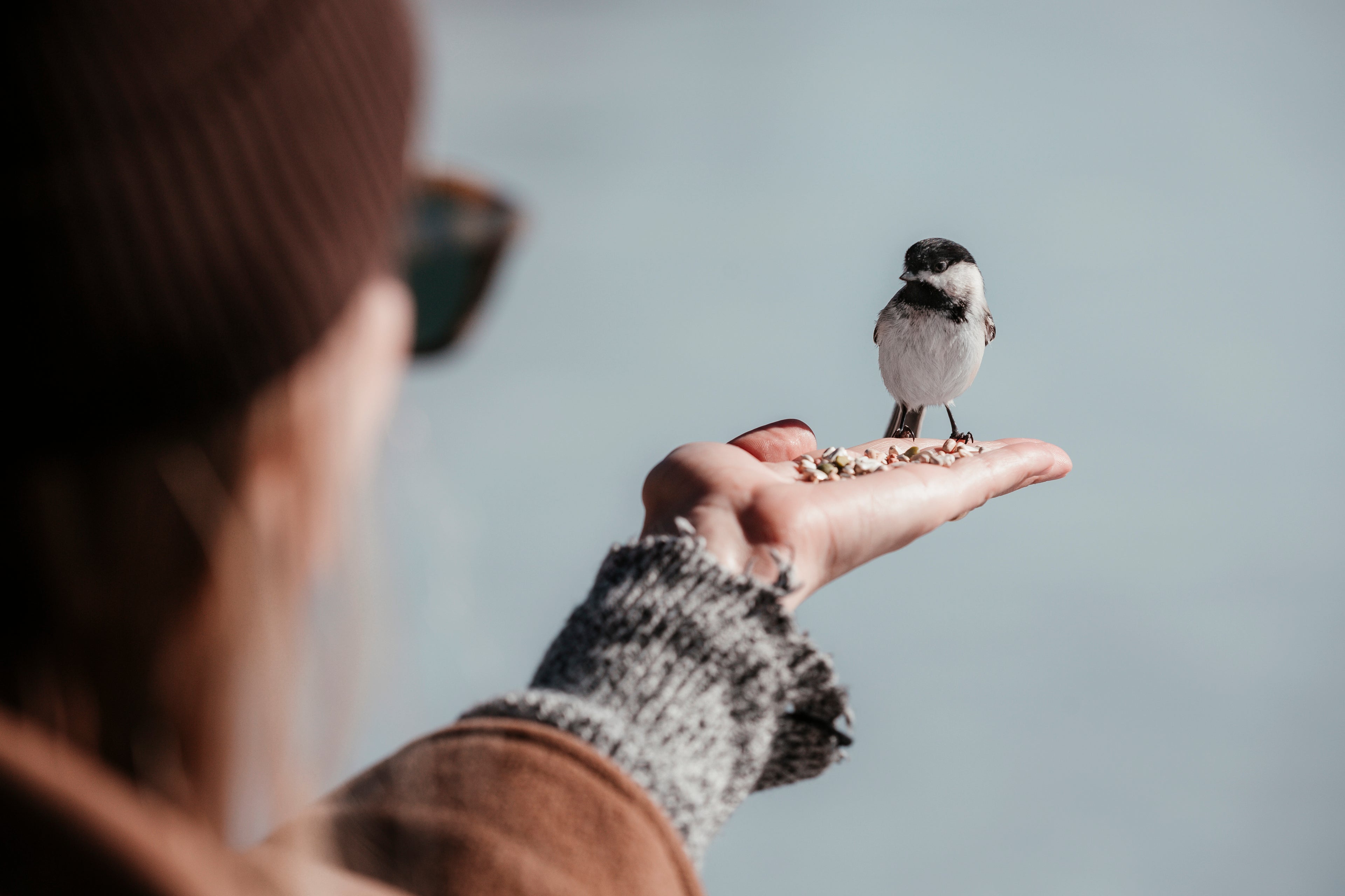 A little bird eating out of a persons palm. For KIND Rituals