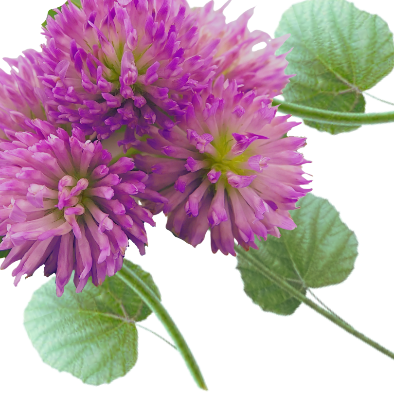 Close-up of purple bakuchiol flowers with green leaves on a white background