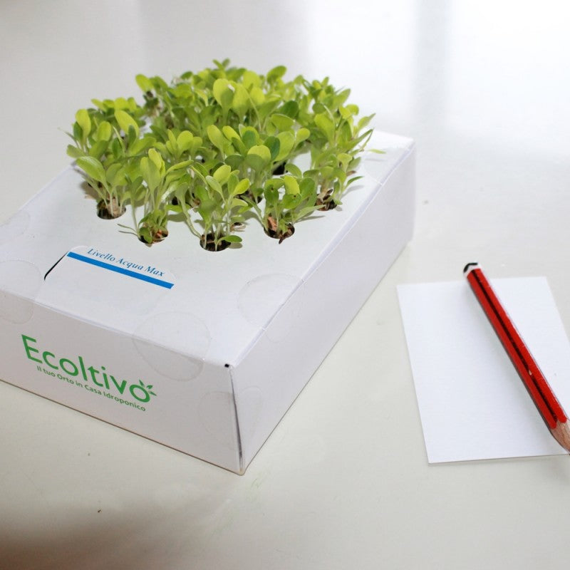 Ecoltivo - Growing Basil without Soil