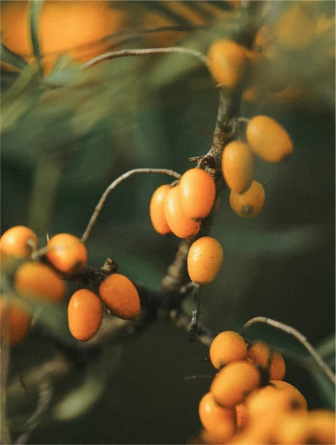 Close-up of orange berries on a branch with a blurred green background. For KIND Rituals