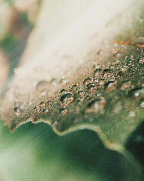 Close-up of a leaf with water droplets on a blurred green background. For KIND Rituals