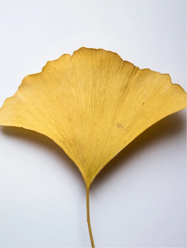 Yellow leaf on a white background. For KIND Rituals