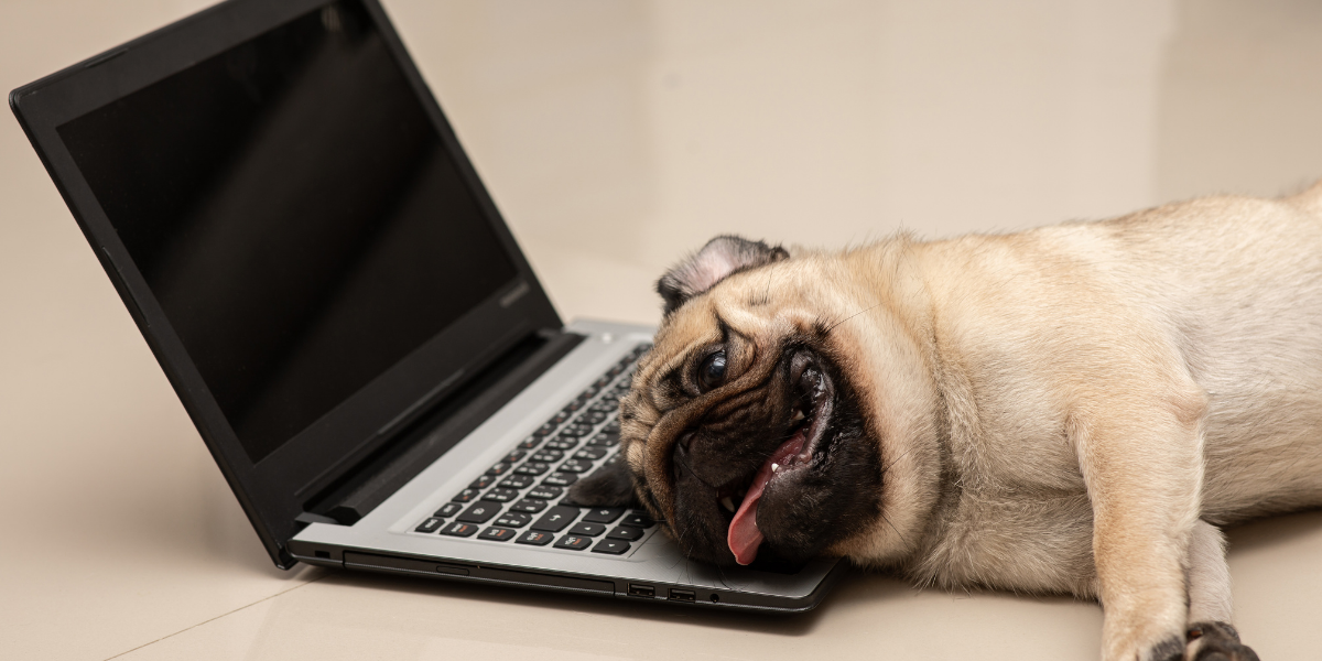 Pug dog lying on a laptop with a neutral background. Green Cloud Nine